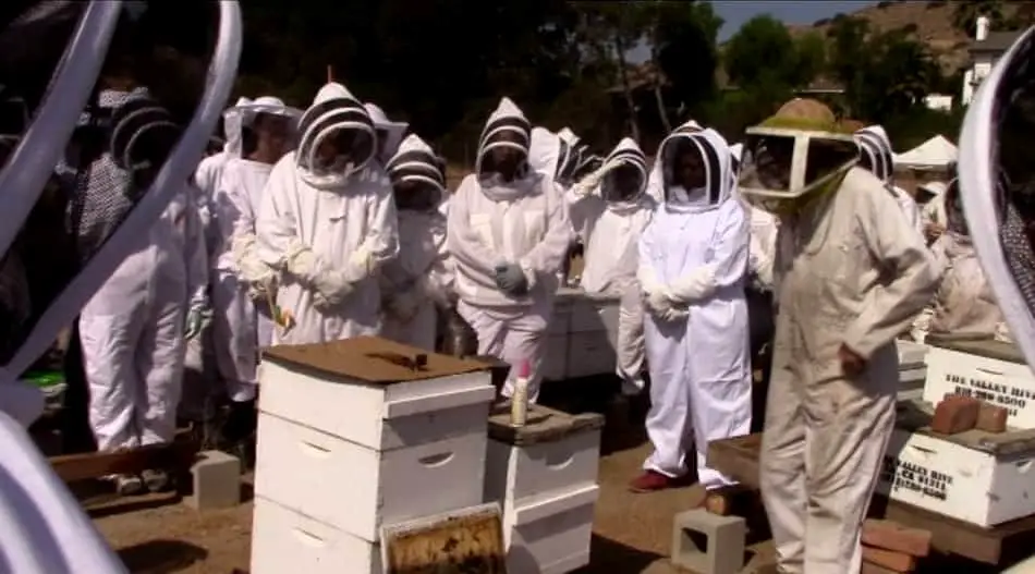 why are bee suits white Large body of post