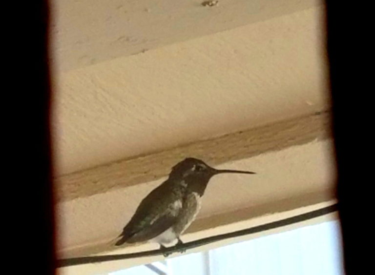 How to Safely Remove a Trapped Hummingbird