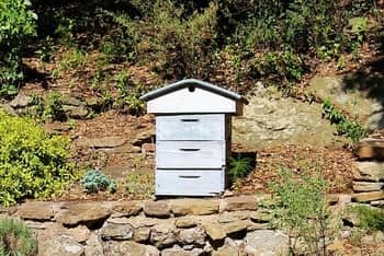 Beginning beekeeping small