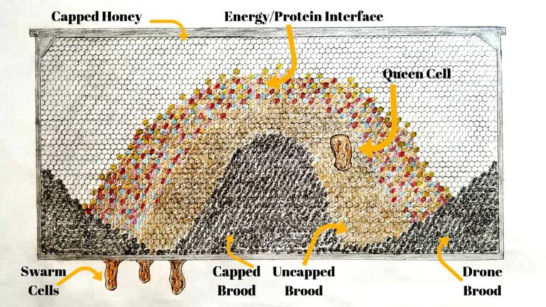 Reading a Honeybee Brood Frame: A Comprehensive Guide