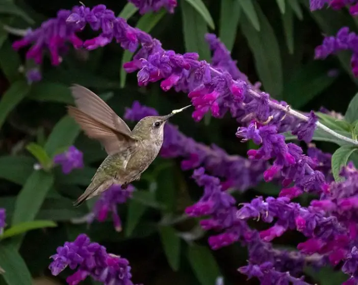 Increase hummingbird activity in 7 days in less 2 edited