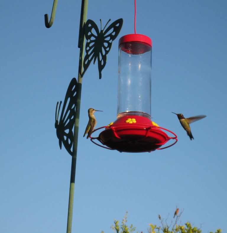 Why Hummingbirds Chase Each Other: Is it Friend or Foe?