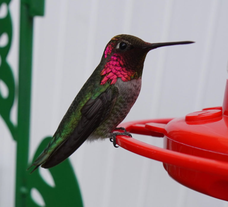 How to Identify a Hummingbird’s Gender in 4 Easy Steps