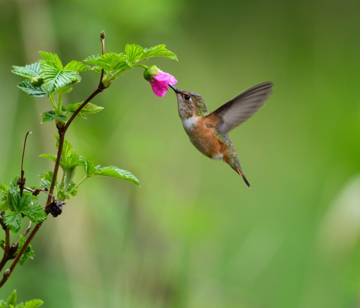 Forget Comm Humm nectar...JUV RUFOUS