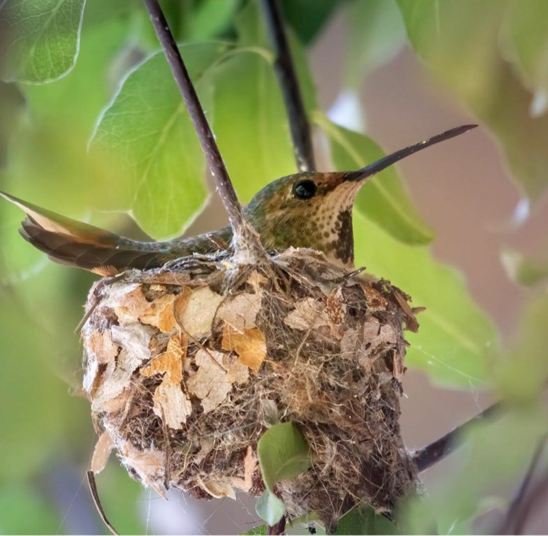 Humm parents Mate to Nest