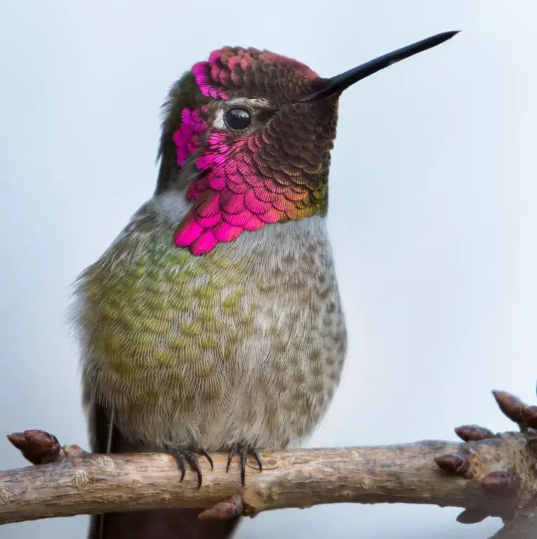 hummingbird CA 1