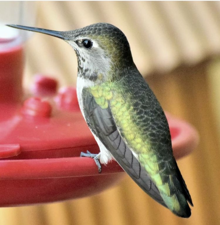 Female Adult Annas at feeder crop