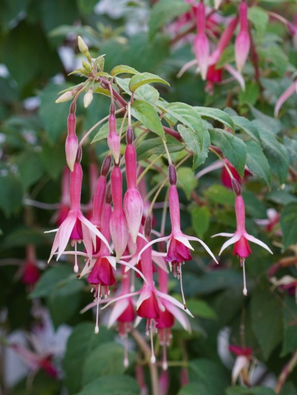 Fuschia magellanica Aurea 4 CROP