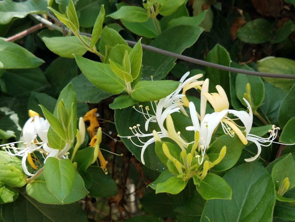 JAPANESE HONEYSUCKLE GOOD 3B...cropped