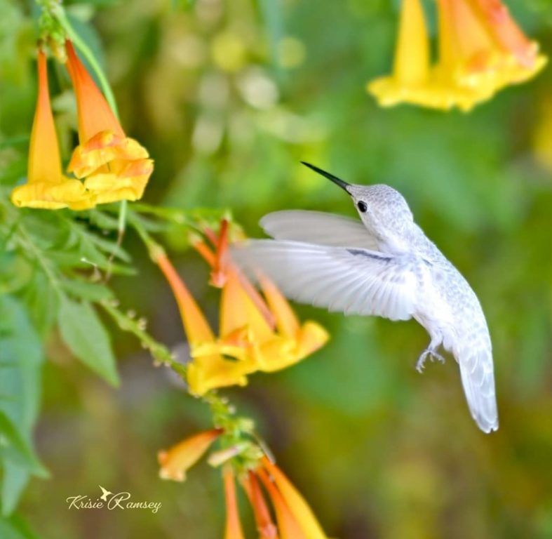 Leucistic 2 crop