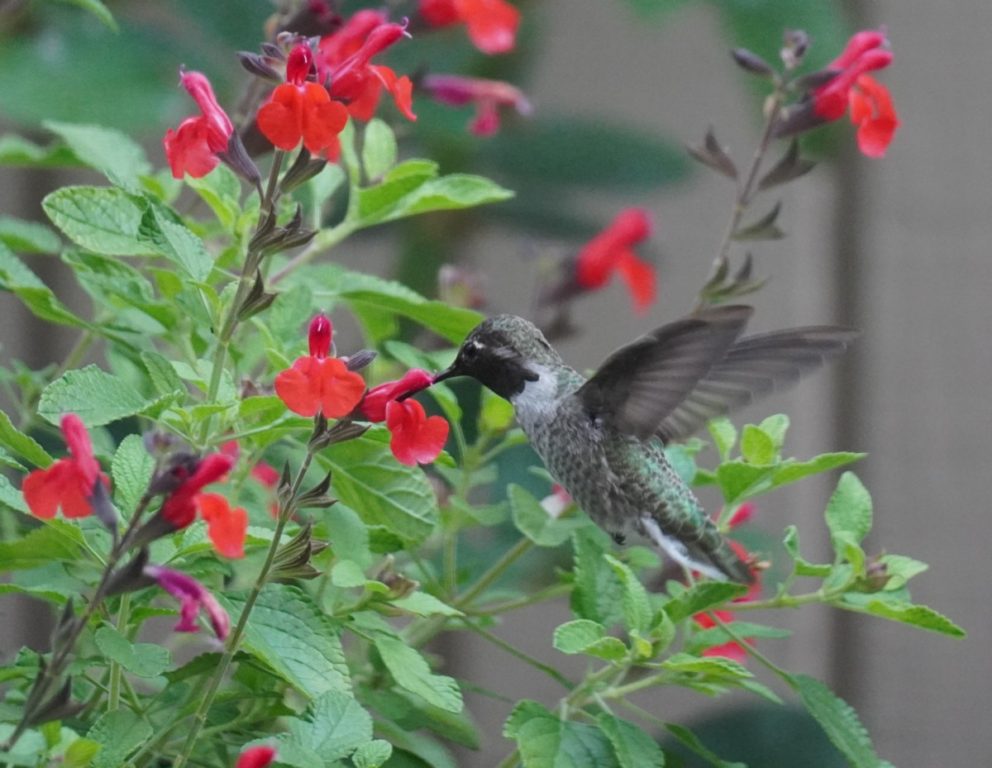 Salvia greggii Autumn sage. cropped