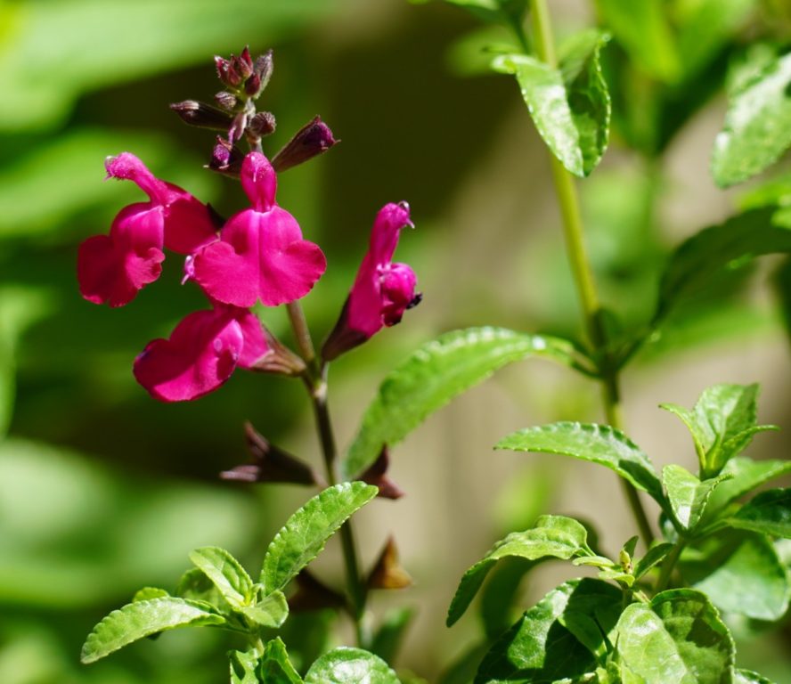 Salvia greggii Raspberry Delight. cropped