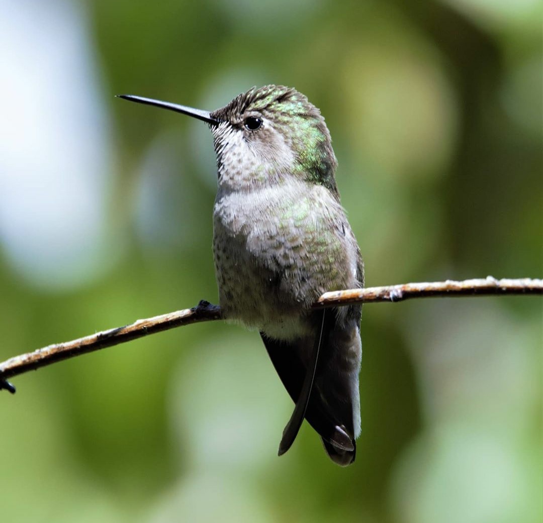 How To Identify A Hummingbird’s Gender In 4 Easy Steps – Backyard Visitors