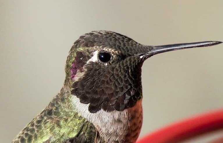 male Annas 2 at feeder crop NUMBER 2