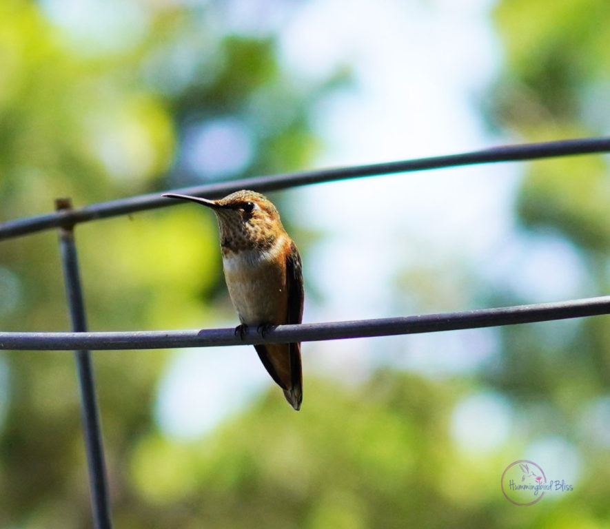 JUV MALE ALLENS ON TOMATO CAGE with watermark