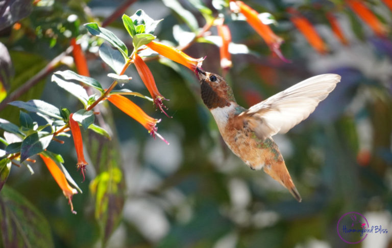 What Do Hummingbirds Eat?