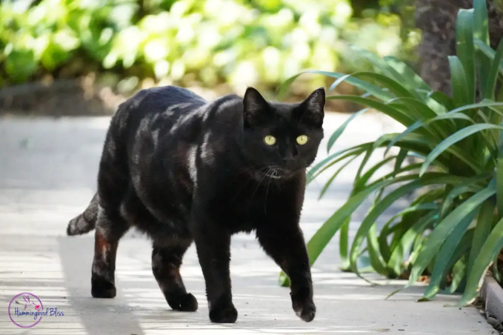 Can a cat catch a hummer ORIGINAL watermark