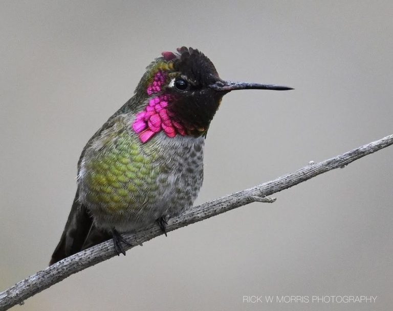 8 Hummingbirds Found in Nevada: (Pictures and Sounds)
