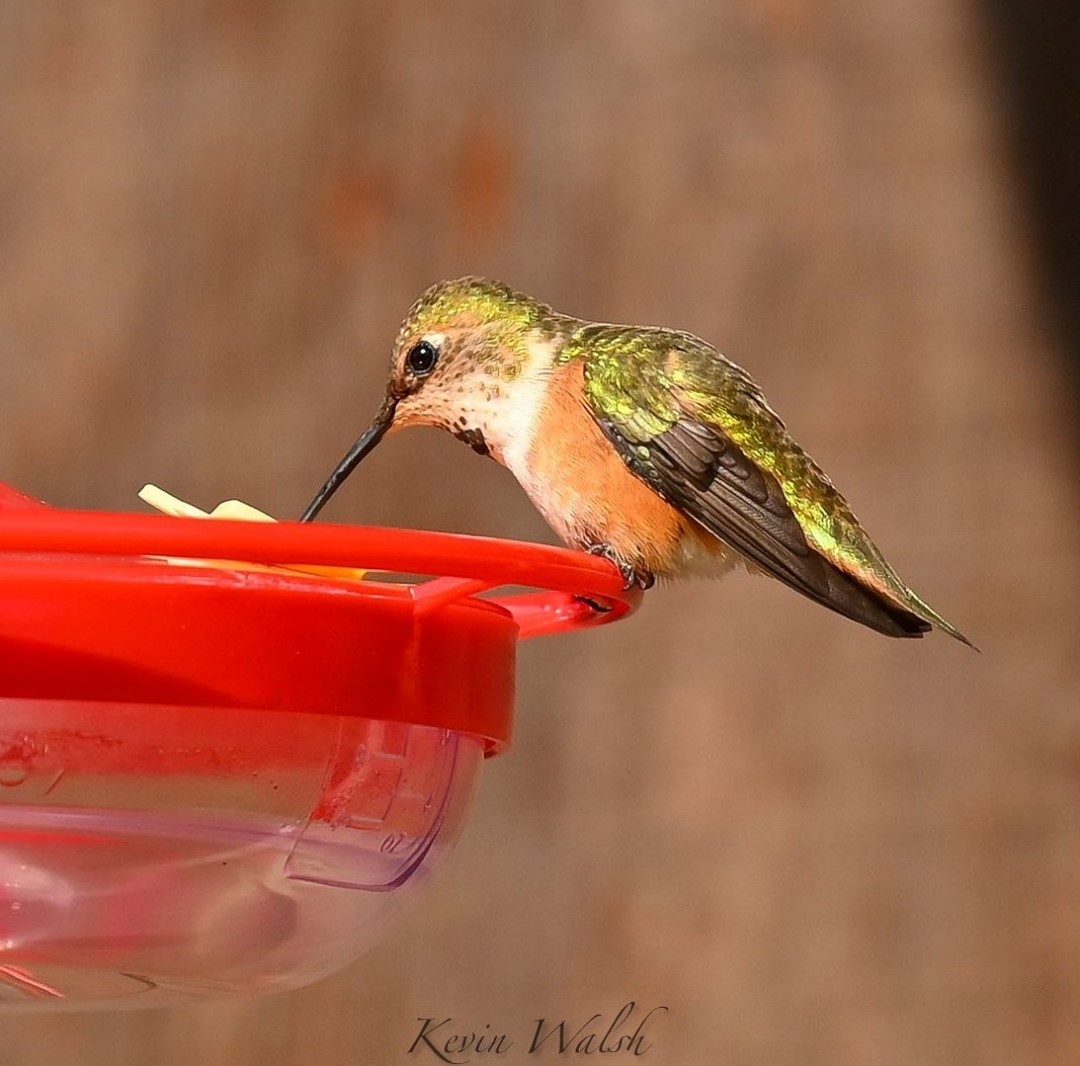 California Hummingbirds – 14 Awesome Aviators – Backyard Visitors