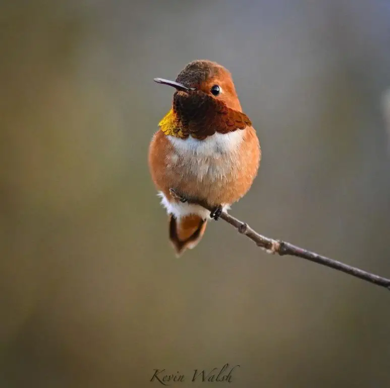 Male Rufous 4 OR