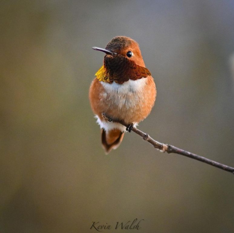 Male Rufous 4 OR