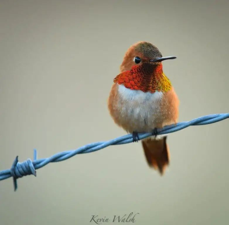 Male Rufous 7 OR
