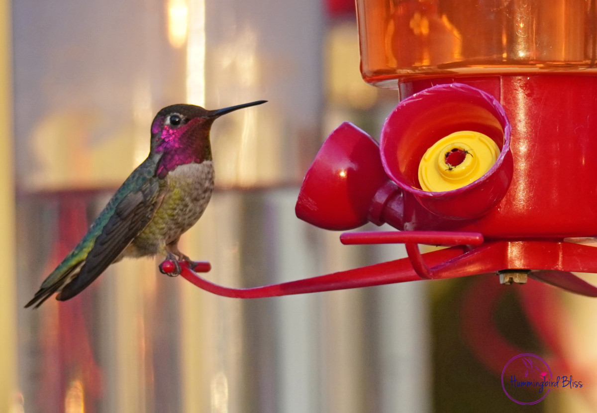 hummingbird diseases and pathogens WATERMARK 2