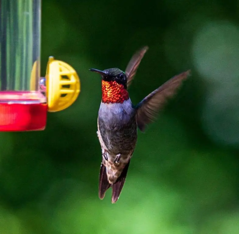 Male Ruby throated 2 MN