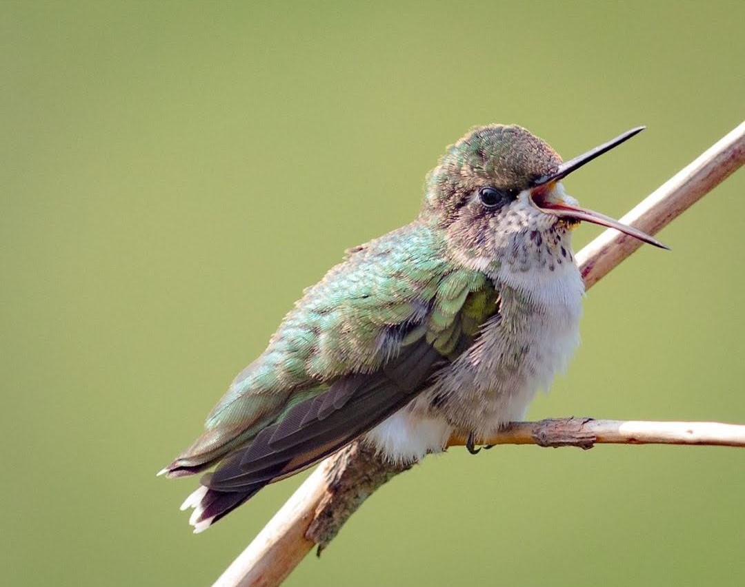 Juv Baby Ruby throated 2 OHIO