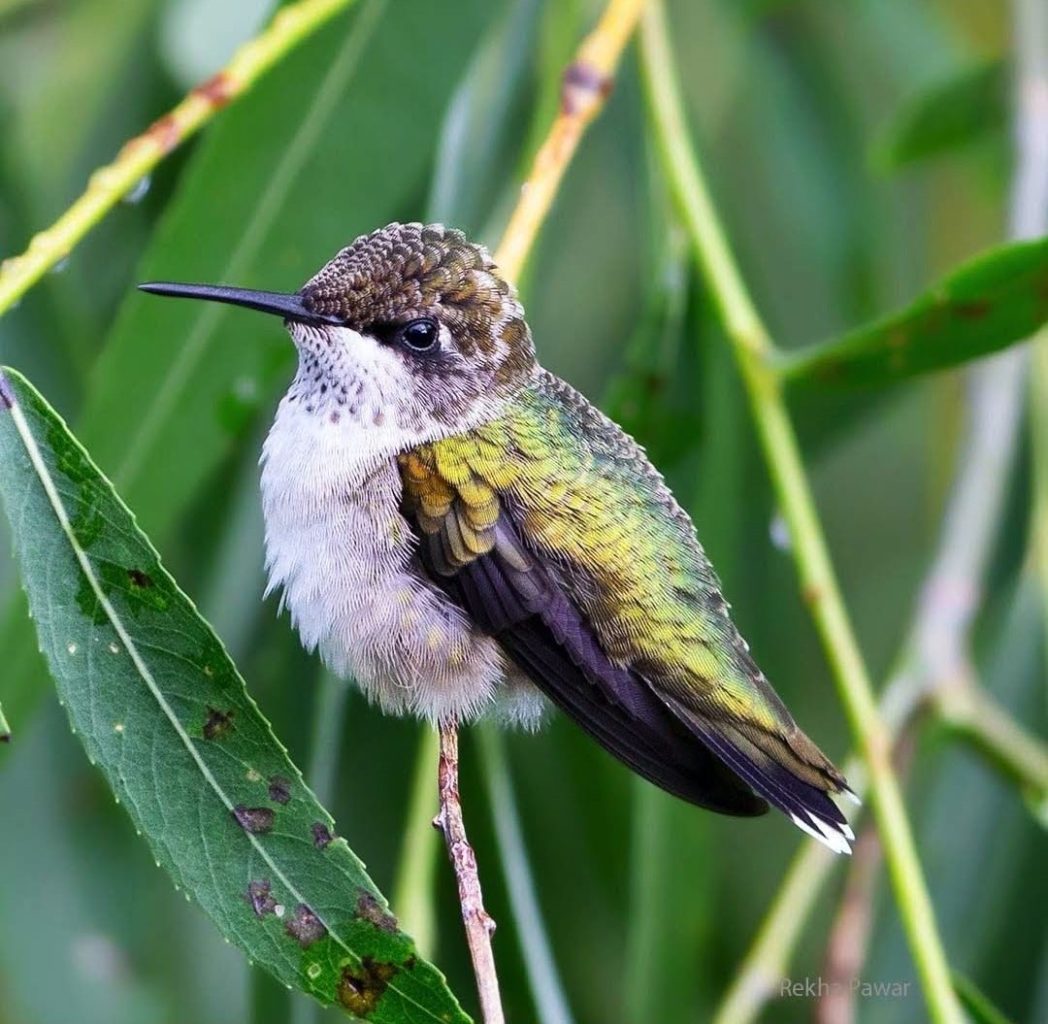 8 Hummingbirds Found in Virginia: (Pictures and Sounds) – Backyard Visitors