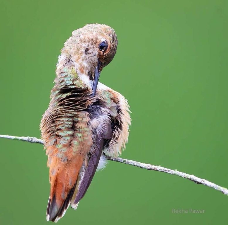 Juv Rufous 4 OHIO