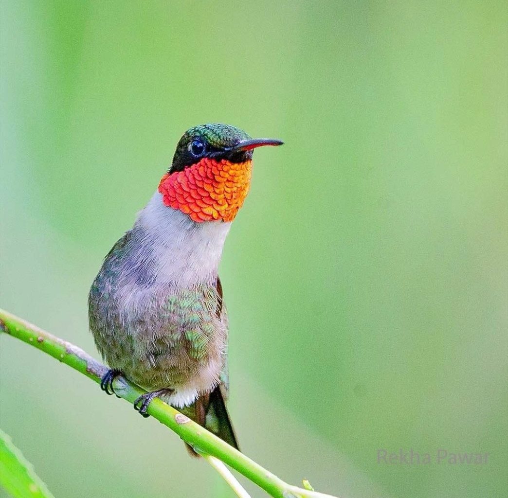 Male Ruby throat 2 OHIO