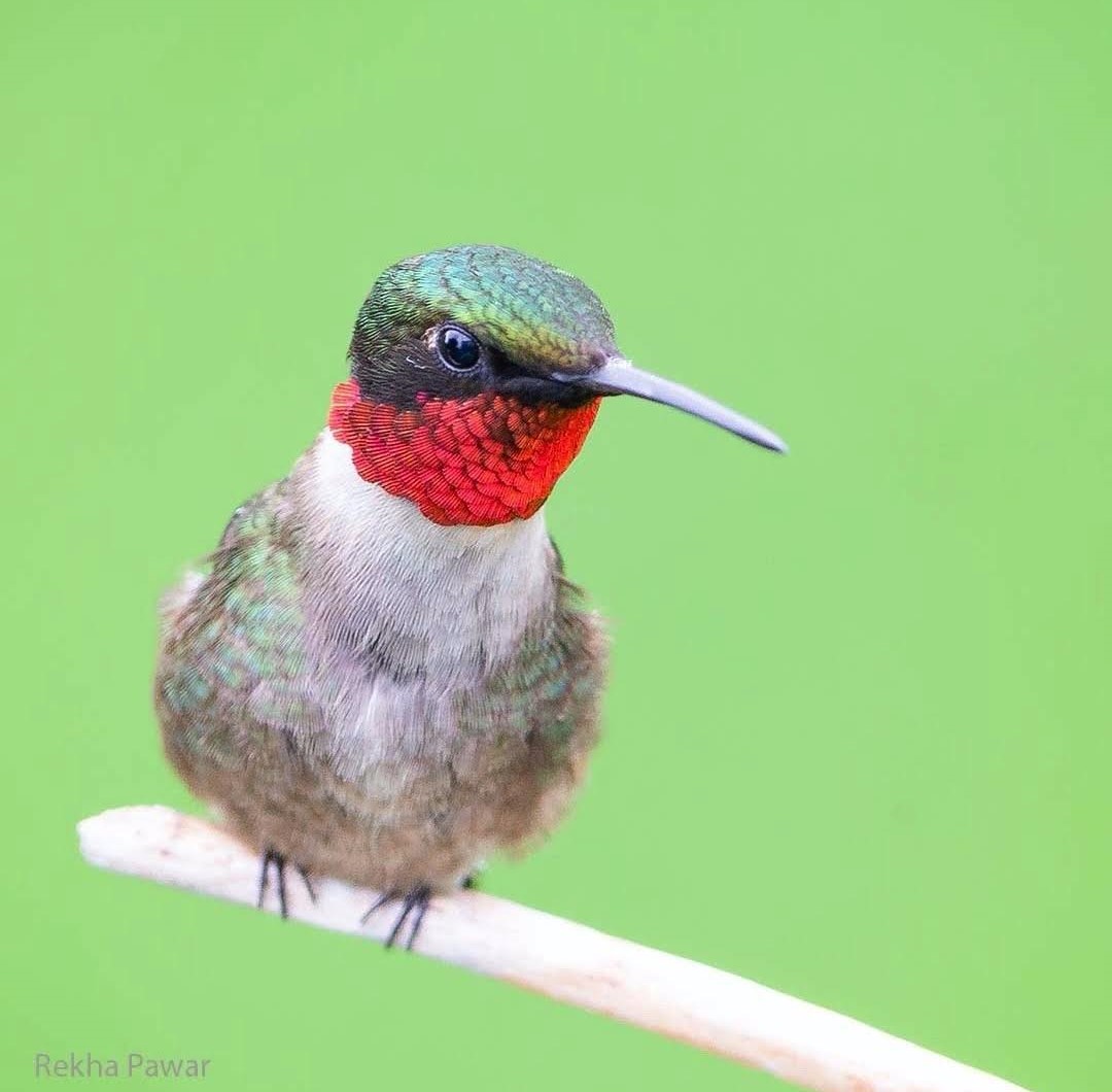 7 Hummingbirds Found in Pennsylvania: (Pictures and Sounds)