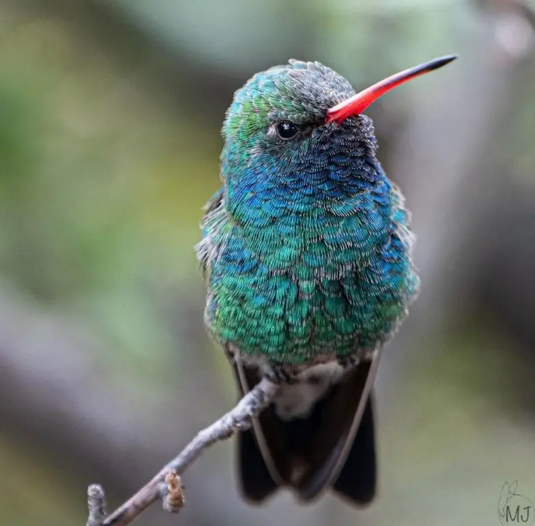 Broad billed 2 hummingbirdsbysuprise AZ