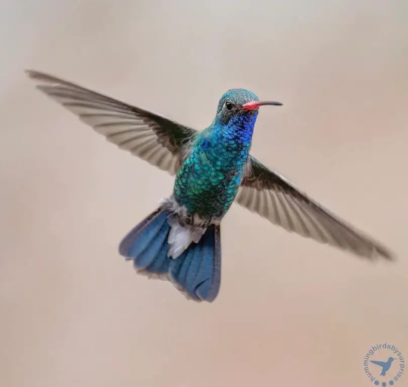 Broad billed hummingbirdsbysuprise AZ