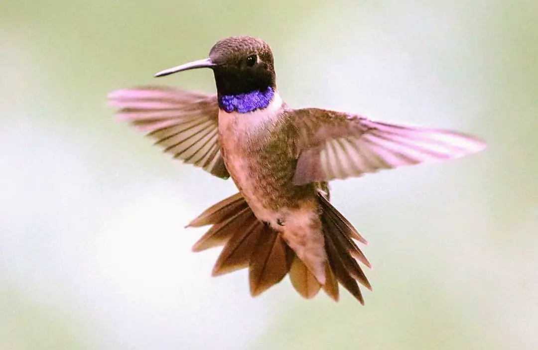 11 Hummingbirds Found in Utah: (Pictures and Sounds)