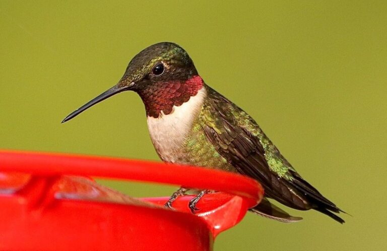 Hummingbirds Found in Texas: (Pictures and Sounds)