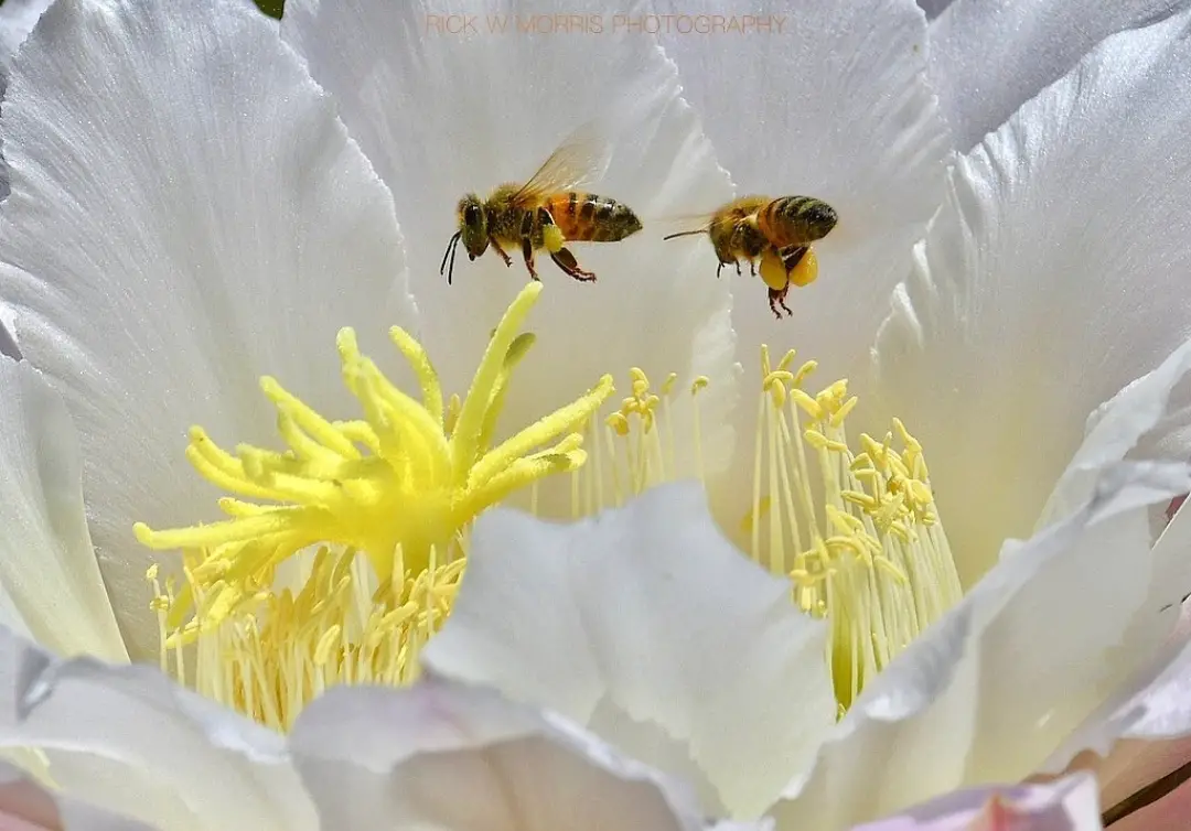 Bees with pollen RickInTheWild