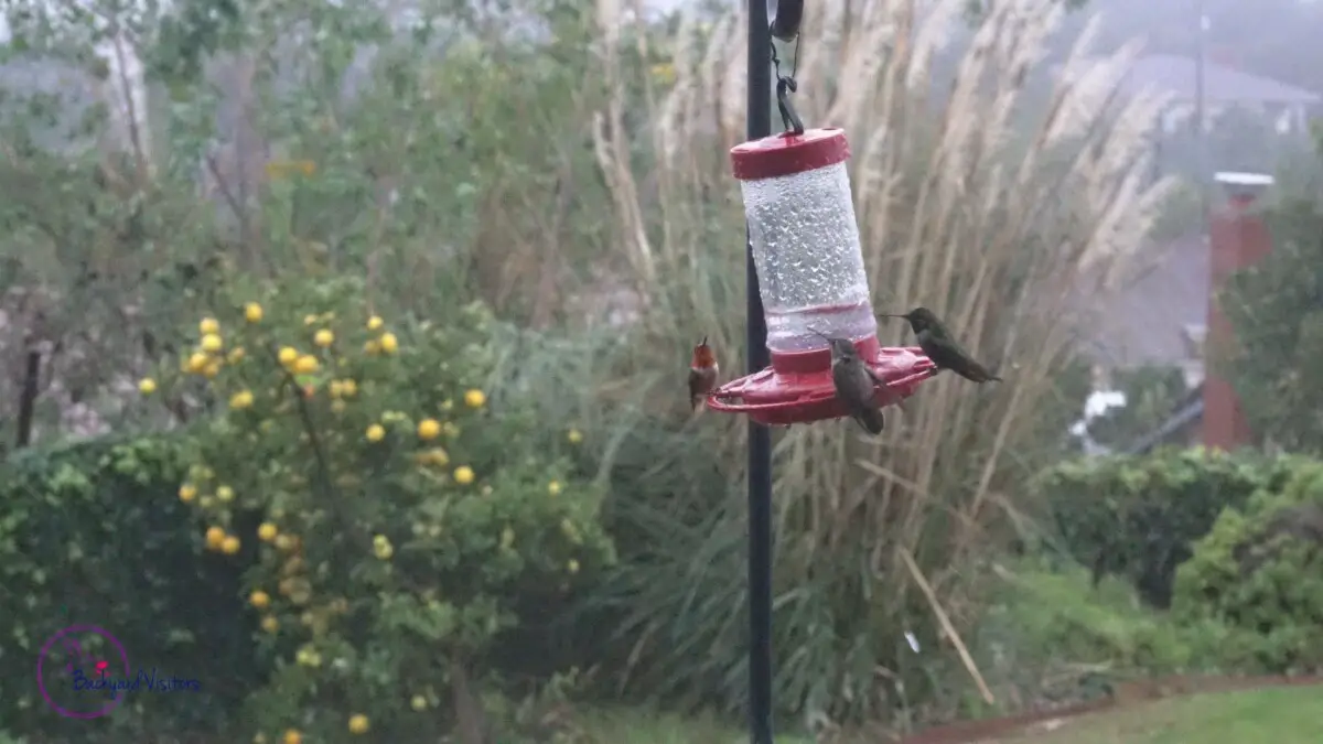 Feeder tilt with hummingbirds watermarked