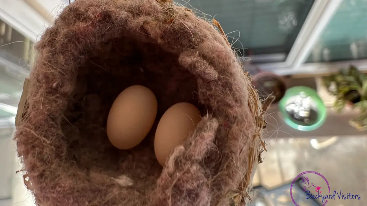 Eggs in nest Cindy Hidden Watermarked 16 9