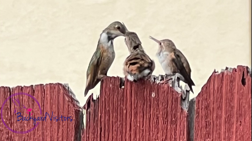 Fledglings on red fence being feed Cindy Hidden Rescaled to 16 9