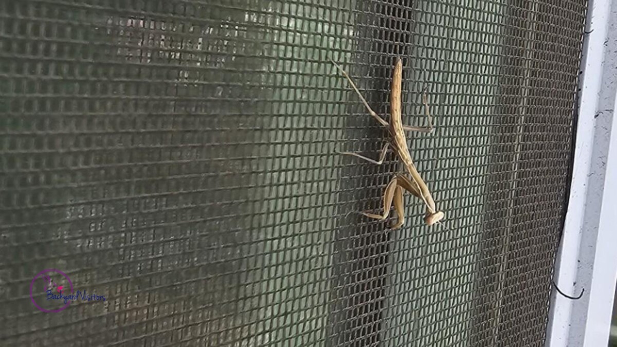 Praying mantis on door screen cropped watermarked 1