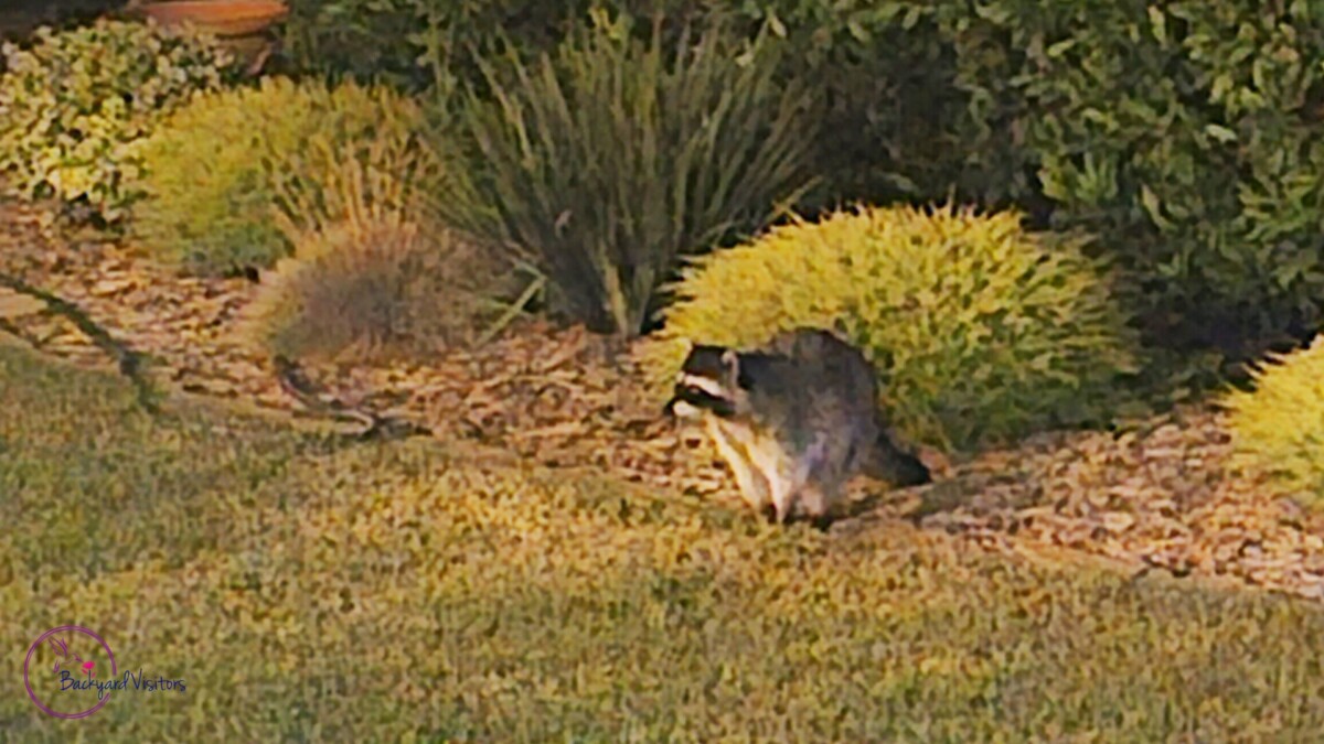 Raccoon cropped watermarked