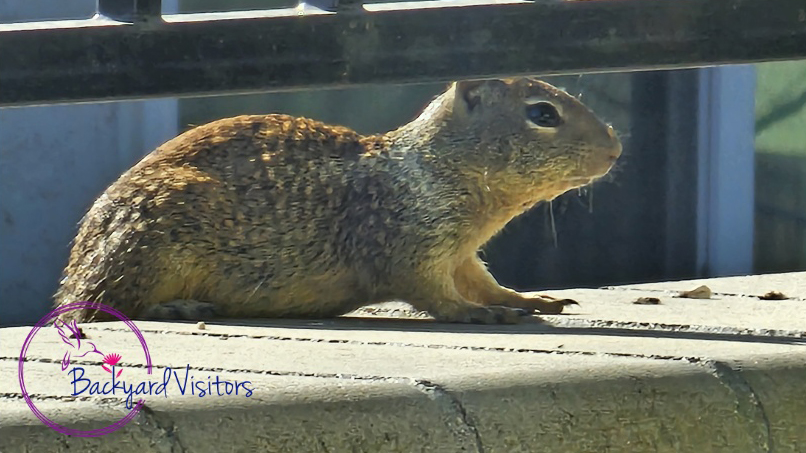 Squirrel 2 watermarked cropped