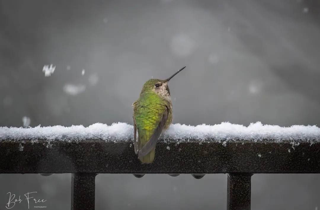 Hummingbird in snow on fence Bob Free cropped