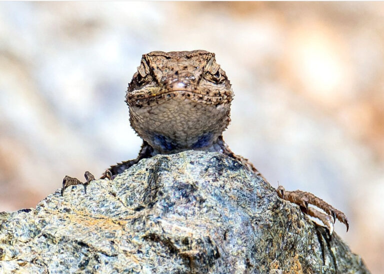Hummingbirds as Prey: Reptilian Appetites