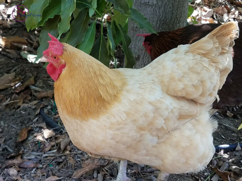 Chickens As Indoor Pets The Ultimate Guide