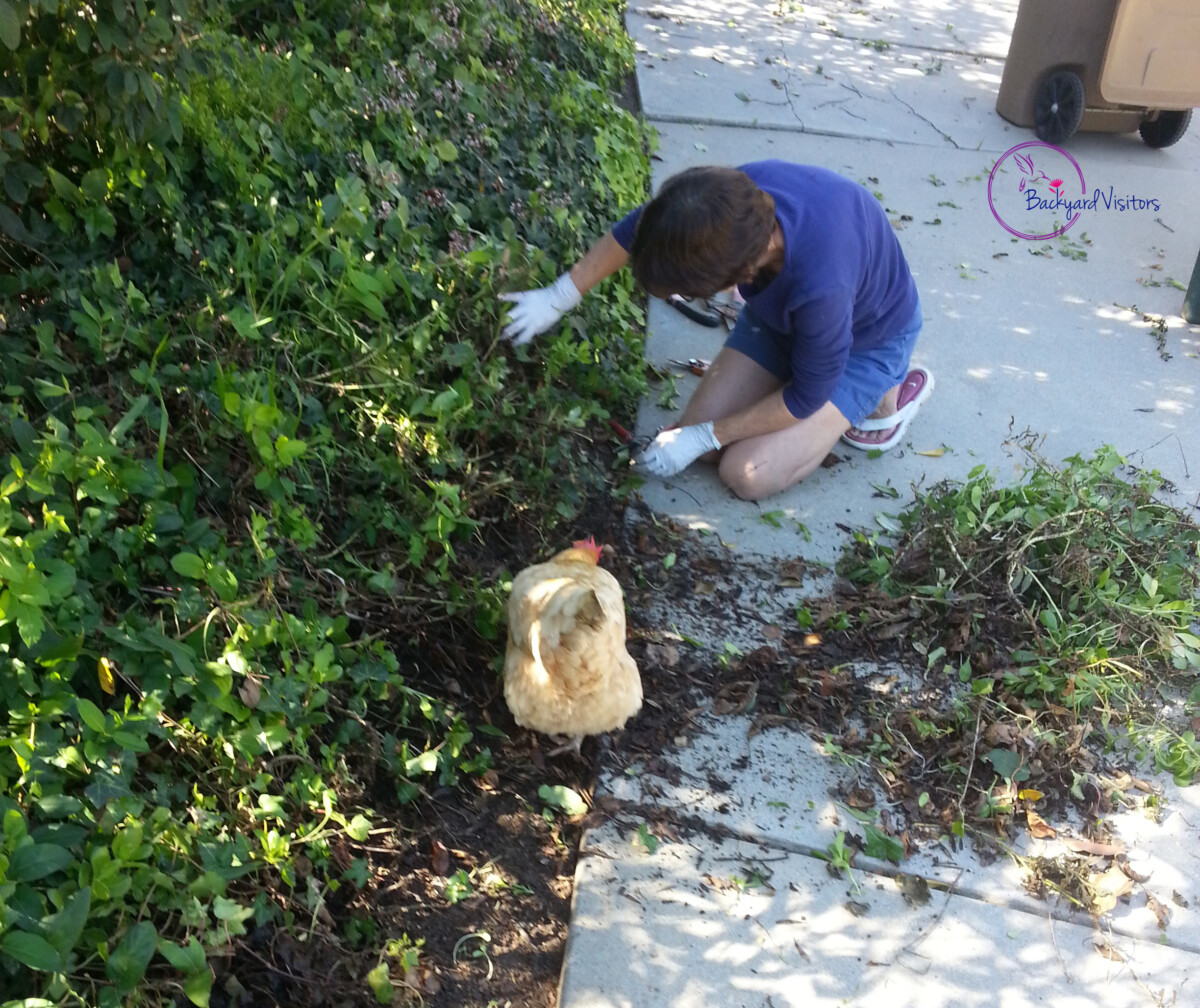 Carmel JBB digging in yard 1 EKBD ORIGINAL cropped watermarked