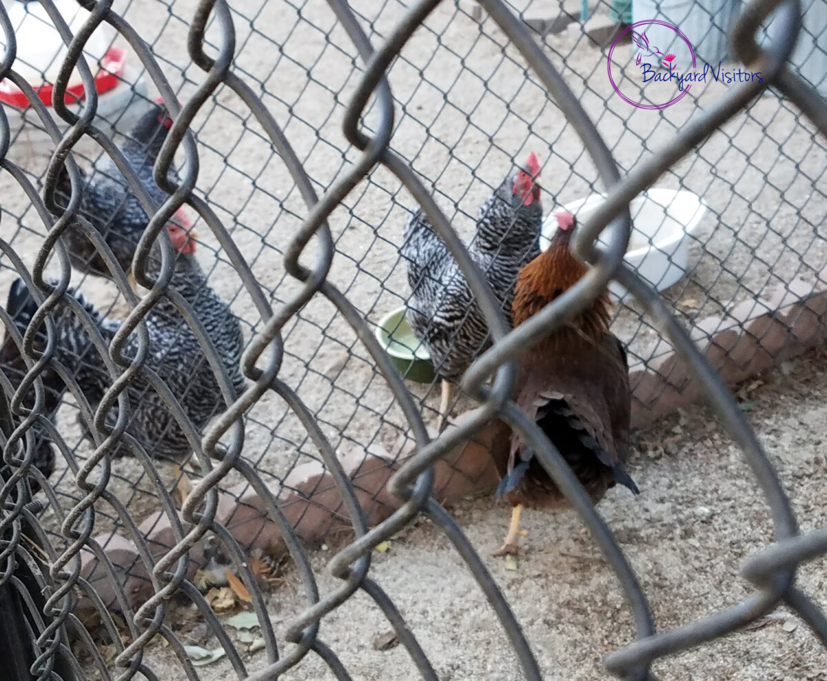 New chicken introduced to old flock cropped watermarked