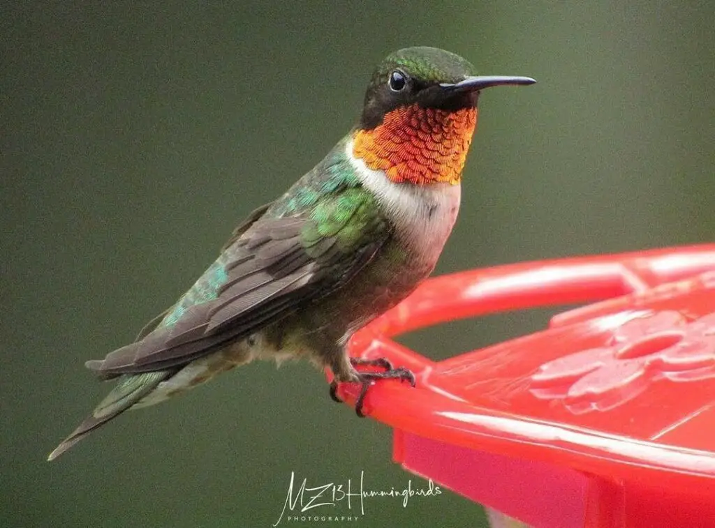 Male Ruby throated 12 mz13hummingbirds